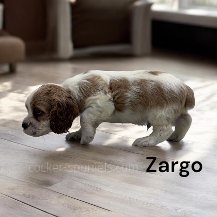 puppy, for, sale, Cocker Spaniel, Joe & Cherri  Overlease, dog, breeder, Miller, MO, dog-breeder, puppy-for-sale, forsale, nearby, find, puppyfind, locator, puppylocator, aca